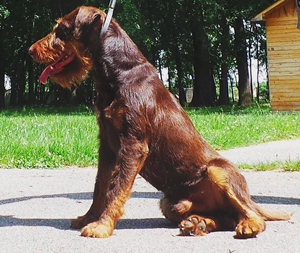 德国猎梗犬 猎梗猎犬进口血统猎梗幼崽黑色棕色都有价格06800