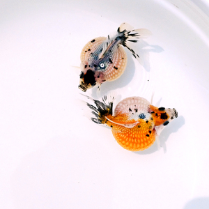 珍珠金鱼鼠头珍珠 红白 熊猫 包金 五花珍珠观赏鱼冷水鱼宠物鱼