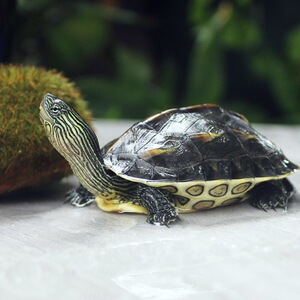 陆地巨型特大吃菜乌龟活体小乌龟活体下蛋龟素食宠物大乌龟观赏龟