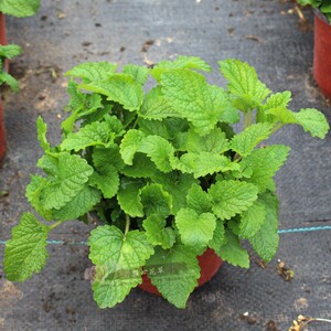 柠檬香蜂草-/蜜蜂草 柠檬香水薄荷香草花卉绿植盆栽 可食用香草苗