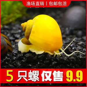 观赏螺 黄色神秘螺 黄金螺 金兔牙螺 生态清洁除藻工具活体黄金螺