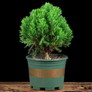 大盆栽老桩盆栽小盆景蓬莱松盆栽盆栽植物室内客厅老桩盆景