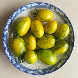 黑龙江农夫家小黄柿子东北新鲜现摘黄色西红柿绿条纹黄番茄 真甜