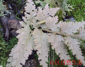 原生态野生水陆缸造景~假山绿植~盆景植物~狼尾厥