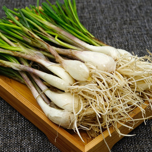 荞头新鲜现挖