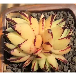 黄皮乌木群生多肉植物稀有品种罕见贵货进口老桩一物一拍精品