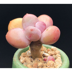 蛋黄奶酪多肉韩国彩虹奶酪多肉植物稀有品种罕见进口芭比一物一拍