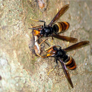 807人付款淘宝地洞金环大虎头蜂胡蜂活蜂泡酒土马蜂牛角蜂蚂蜂地龙蜂