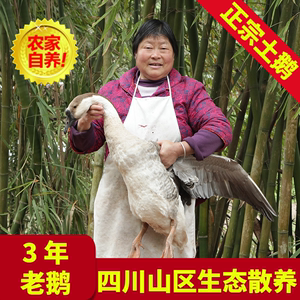 四川山区农家散养老鹅 大白鹅现杀整只新鲜孕妇鹅肉 正宗放养土鹅