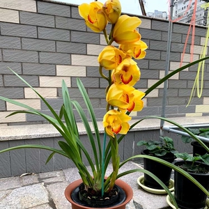 金光 选择一盆发货 大叶宽叶标准型大花蕙兰 兰花苗带原盆 花卉