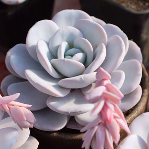 粉雪莲多肉植物三仙之一厚粉超大单头稀有萌肉肉新手好养巨型盆栽