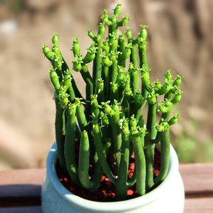 多肉植物绿珊瑚