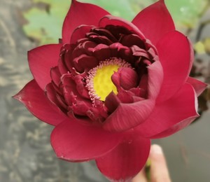 冀医生莲花 墨红 最红最深的碗莲 观赏荷花 阳台庭院 大藕包真