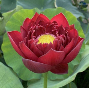 冀医生莲花 墨红 最红最深的碗莲 观赏荷花 阳台庭院 大藕包真