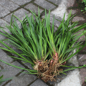 贵州野生山奈香料 1斤新鲜五香草食用盆栽根水培植物苗去腥味药材