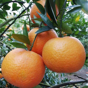 自家果园 新鲜采摘 福建正宗潮州焦柑 年柑大果农产品蕉柑5斤包邮