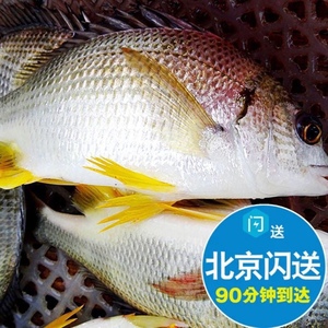 【鲜黄翅鱼条】鲜黄翅鱼条品牌,价格 阿里巴巴