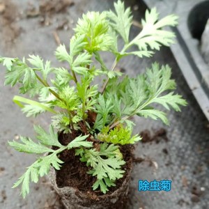 草种子草花种籽阳台盆栽庭院除虫菊苗艾草四季播驱蚊植物合3人付款8
