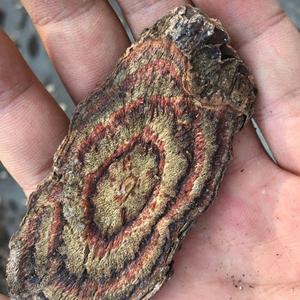 正品野生 黑骨藤 中药材 黒骨风 黑血风 乌春根 打春根500g克包邮