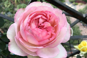 伊芙系列 伊芙魂之香水月季苗 大花浓香四季开花 实生根接苗