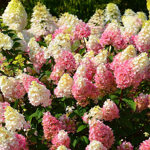 圆锥绣球香草草莓大花绣球庭院地栽花卉美化园艺绿植物耐晒耐寒