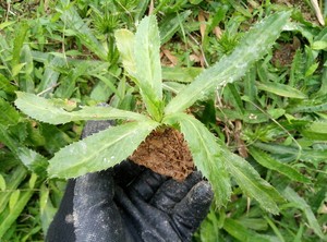 野生香菜苗 刺芫荽苗 泰国大香菜苗益肝草假芫茜鹅芥菜香草种苗