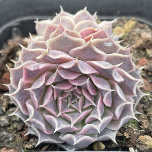 海棠 多肉植物 一物一拍长睫毛海胆叶杂交新品可带土发防辐射盆栽