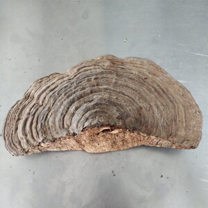 【扁木灵芝】扁木灵芝品牌,价格 - 阿里巴巴