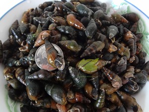 舌尖上的中国2美食江山青蛳清水螺蛳青螺清蛳田螺大个送紫苏