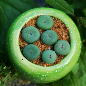 多肉植物sub小红嘴 非1380b红嘴 奶奶嘴 香肠嘴 番杏肉锥陈陈园艺