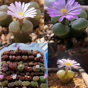 风铃玉多肉植物开花大颗母本好养彩色生石花稀有肉锥趣味组合盆栽