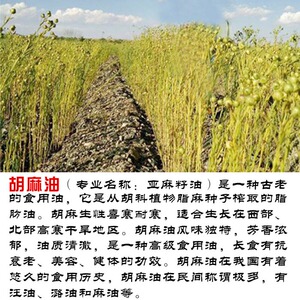 沙地胡麻亚麻籽自产现榨胡麻油亚麻籽油