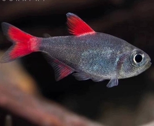 灰太狼 蓝丝绒红旗 黑丝绒红旗 灯鱼 南美进口观赏鱼 热带鱼