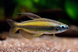 黄金二线刚果 灯鱼 非洲进口观赏鱼  热带鱼 活体