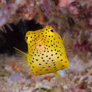 箱鲀黄木瓜蓝木瓜海水观赏鱼花木瓜牛角日本婆刺豚狗头包活易养鱼