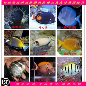 海水鱼紫蓝吊珍珠吊鸡心吊耳斑吊芥辣吊高端观赏鱼纯鱼缸小吊类缸