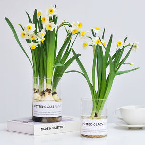 水仙花盆栽水培玻璃洋水仙冬季开花春节花卉绿叶年宵花耐寒植物