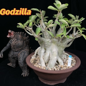 【沙玫女王】  哥斯拉 八爪 密植 多肉块根植物 常规链接