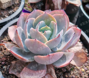 静好花苑 白玉兰 薄叶 多肉植物叶片叶插苗