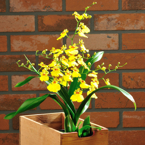 跳舞兰盆栽带花文心兰 阳台室内多年生观花植物 四季易种花期长
