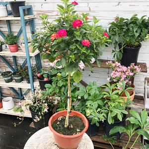 五色梅棒棒糖盆栽带花 阳台花园多年生观花植物四季开花易养