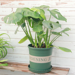 大叶龟背竹盆栽小型室内植物观叶绿植吸甲醛 净化空气龟背叶开背