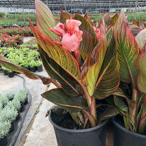 大花美人蕉盆栽阳台花园多年生观花植物彩虹美人蕉