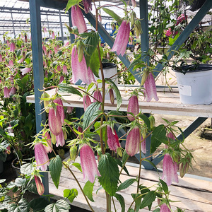 耐寒宿根卢布风铃草盆栽阳台花园多年生花卉植物紫斑风铃红衣四季