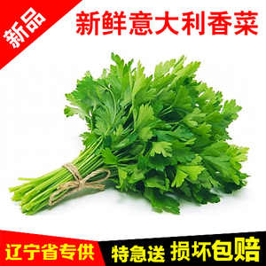 新鲜意大利香菜100g新鲜蔬菜新鲜香料 意大利芹欧芹芹菜调料