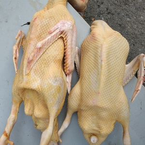 正宗农村土鸭子农家散养土鸭麻鸭新鲜鸭肉整只现杀老鸭家养老鸭子