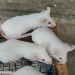 耐高温 运输笼小鼠笼 可观察大鼠笼 小白鼠饲养笼15人付款155