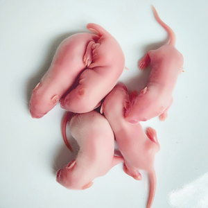 包活小白鼠实验用小鼠白老鼠繁殖组昆明鼠乳鼠喂蛇开口活饵食物