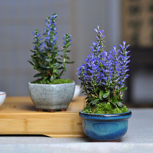 姬十二单山野草筋骨草绿植花卉盆栽盆景迷你室内书房