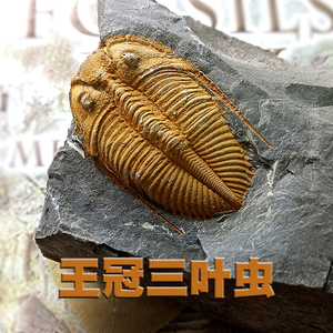 天然王冠三叶虫古生物动物化石原石考古标本客厅创意摆件儿童礼品